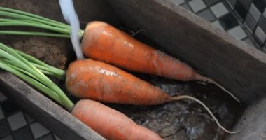 Sadece kazılmış havuç, mutfak lavabosunda temiz havuç, vitamin önemli bir insan sebzesidir.