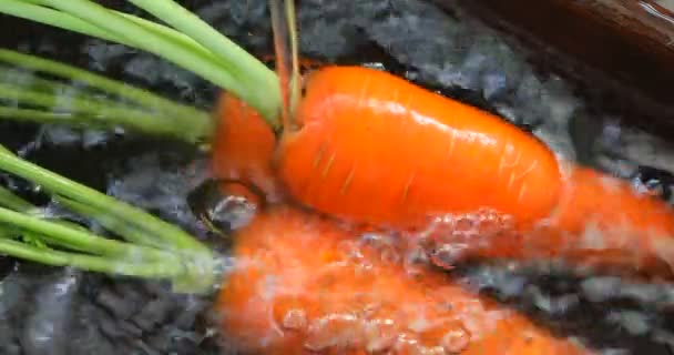 Just Excavated Carrots Clean Kitchen Sink Carrots Vitamins Important Human — Stock Video