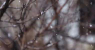 Çam ağaçlarıyla kaplı soğuk kış karı