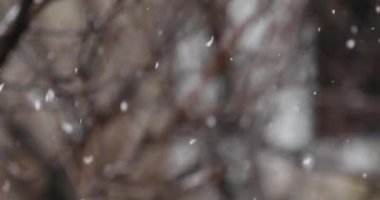 Çam ağaçlarıyla kaplı soğuk kış karı