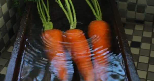 Just Excavated Carrots Clean Kitchen Sink Carrots Vitamins Important Human — Stock Video