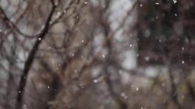 Çam ağaçlarıyla kaplı soğuk kış karı