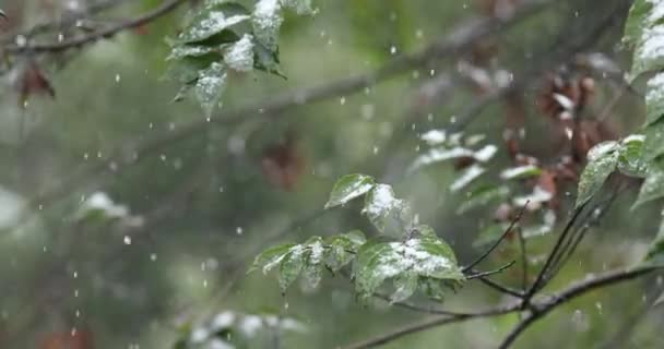 寒冷的冬雪覆盖着松树 — 图库视频影像