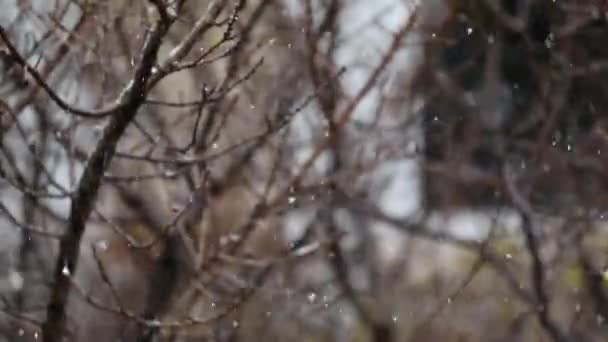 松で覆われた寒い冬の雪 — ストック動画