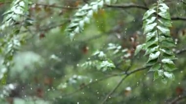 Çam ağaçlarıyla kaplı soğuk kış karı