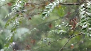 Çam ağaçlarıyla kaplı soğuk kış karı