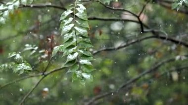 Çam ağaçlarıyla kaplı soğuk kış karı