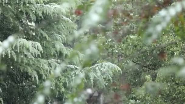 Koude Wintersneeuw Bedekt Met Dennenbomen — Stockvideo