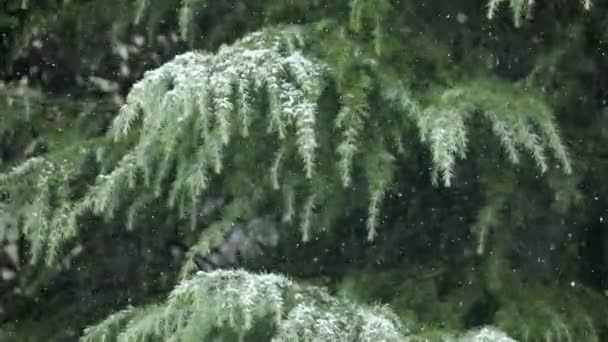 Kall Vinter Snö Täckt Med Tallar — Stockvideo