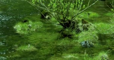 Ketchegen, Alaska, ABD kasabası, dünyanın Squid başkenti itibarına sahiptir. Küçük dere yeşil çim vardır.