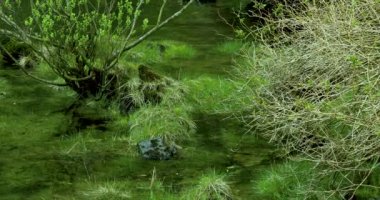 Ketchegen, Alaska, ABD kasabası, dünyanın Squid başkenti itibarına sahiptir. Küçük dere yeşil çim vardır.