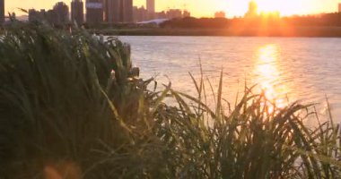 Taipei, Tayvan 'ın yaz seti parkı, gün batımında günbatımı, rüzgarda sallanan nehir sazlığı, bulutlar ve güneş suya yansıyan güneş, güzel manzara.