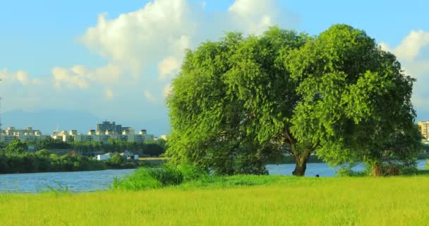 台湾の夏の堤防公園 青い空と白い雲 木と緑の草 風に揺れる木 屋外活動はそれが良い感じになります — ストック動画