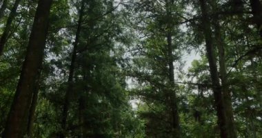 Düşen yapraklarla kaplı bir orman yolu uzak mesafelere uzanır, yükselen köknar ağaçlarıyla çevrelenir, güneş ışığı yaprakların arasından süzülür ve benekli gölgeler bırakır..