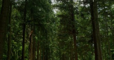 Düşen yapraklarla kaplı bir orman yolu uzak mesafelere uzanır, yükselen köknar ağaçlarıyla çevrelenir, güneş ışığı yaprakların arasından süzülür ve benekli gölgeler bırakır..