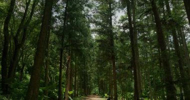 Düşen yapraklarla kaplı bir orman yolu uzak mesafelere uzanır, yükselen köknar ağaçlarıyla çevrelenir, güneş ışığı yaprakların arasından süzülür ve benekli gölgeler bırakır..
