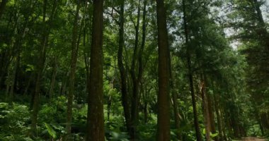 Düşen yapraklarla kaplı bir orman yolu uzak mesafelere uzanır, yükselen köknar ağaçlarıyla çevrelenir, güneş ışığı yaprakların arasından süzülür ve benekli gölgeler bırakır..