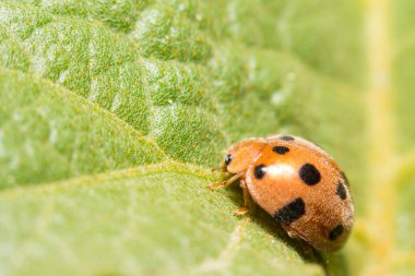 Ekstra yumuşak odak uğur böceği makro üzerinde yeşil yaprak