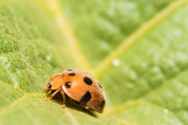 Ekstra yumuşak odak uğur böceği makro üzerinde yeşil yaprak
