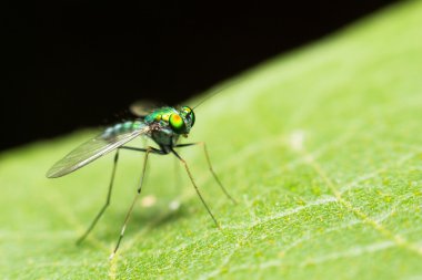 yeşil yaprak tarihinde ekstra yumuşak odak yeşil böcek makro