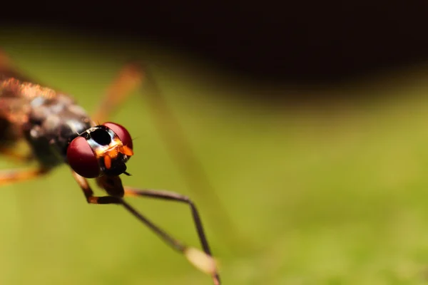 Közeli extrém makró kis rovar lágy fókusz részletek természet b — Stock Fotó
