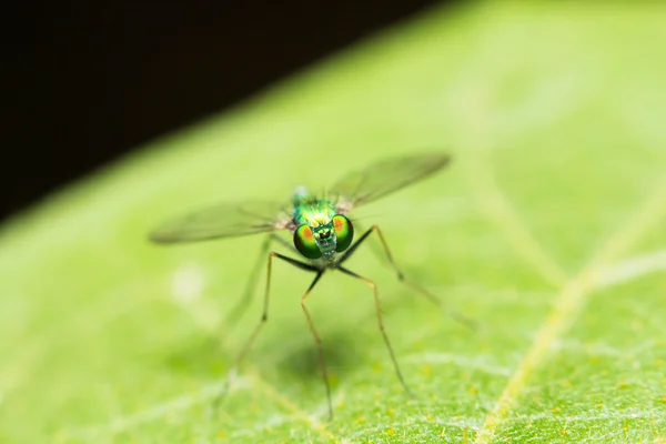 Extra lágy fókusz zöld rovarok makrók zöld levél — Stock Fotó