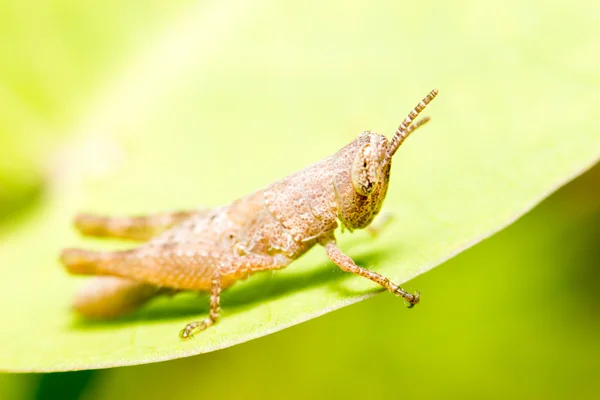 Extra soft focus grasshopper macro on green leaf — Stock Photo, Image