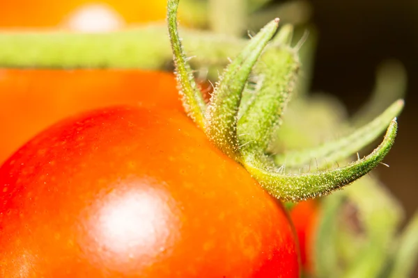 Foco extra macio macro pele de tomate no jardim — Fotografia de Stock