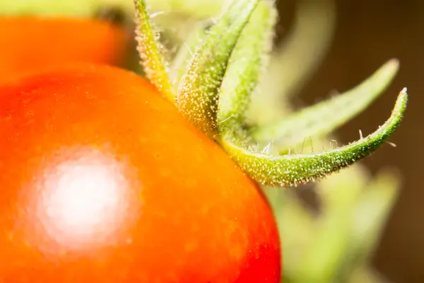 Foco extra macio macro pele de tomate no jardim — Fotografia de Stock
