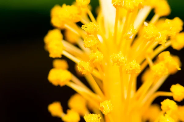 庭で余分なクローズ アップのソフト フォーカスの花ハイビスカス花粉マクロ — ストック写真