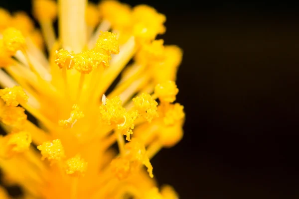 Додатковий крупним планом м'який фокус квітка гібіскус пилок макрос в саду — стокове фото