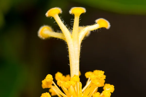 Macro di polline extra close-up soft focus fiore ibisco in giardino — Foto Stock
