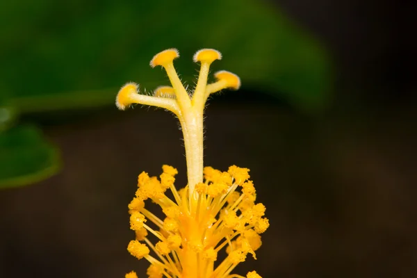 Επιπλέον γκρο πλαν μαλακή εστίαση λουλούδι ιβίσκου γύρη μακροεντολή στον κήπο — Φωτογραφία Αρχείου