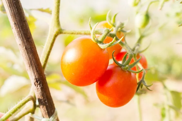 Close-up soft focus tomate no ramo macro no jardim — Fotografia de Stock
