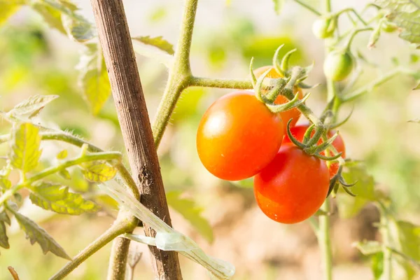 Close-up soft focus tomate no ramo macro no jardim — Fotografia de Stock