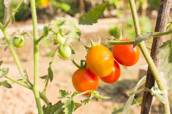 Nahaufnahme Soft Focus Tomate auf Ast Makro im Garten — Stockfoto