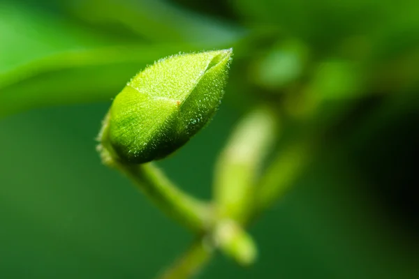 Primo piano superiore pianta sfondo verde — Foto Stock