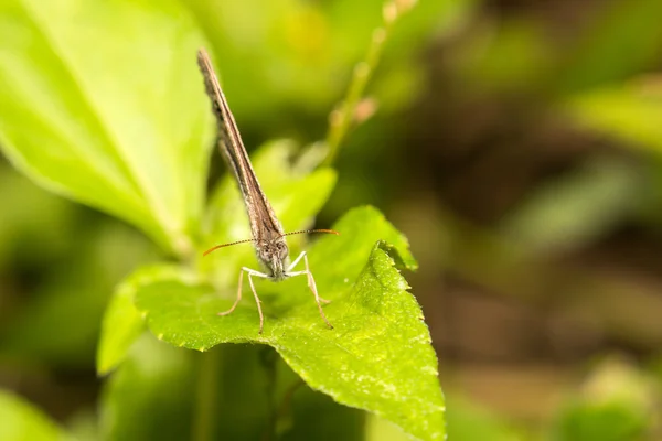 Close-up van vlinder op het groene blaadje — Stockfoto