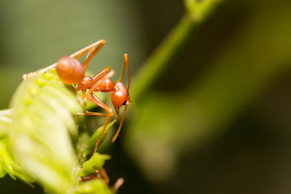 Nahaufnahme Ameise auf grünem Blatt — Stockfoto