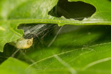 yakın çekim yaprak yeşil solucan