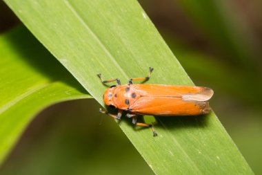 yakın çekim treehopper veya spittlebug üzerinde yeşil yaprak