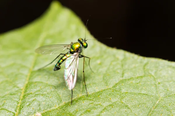 Makrofotografie hmyzu v divoké přírodě — Stock fotografie