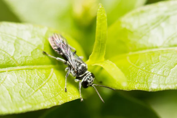 Inseto close-up na natureza selvagem — Fotografia de Stock