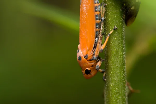 Γκρο πλαν, treehopper ή spittlebug σε πράσινο φύλλο — Φωτογραφία Αρχείου