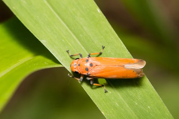 Close-up treehopper or spittlebug on green leaf — Stock Photo, Image