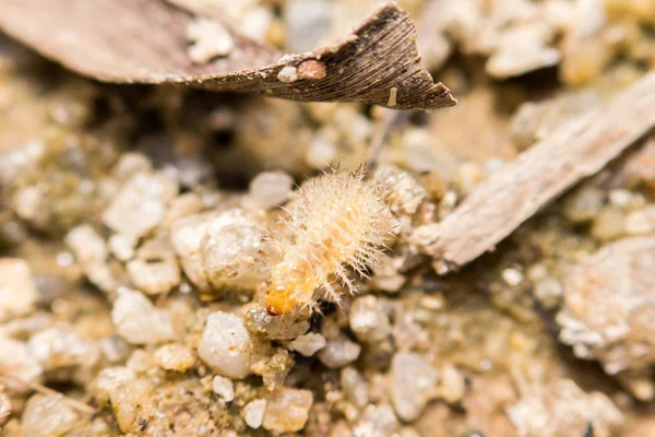 Szczegół robaka na piasku żwirkowa — Zdjęcie stockowe