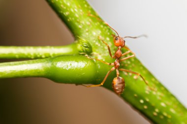 yeşil yaprak üzerinde yakın çekim karınca