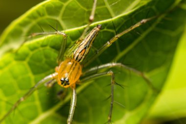 yakın çekim lynx örümcek yaprak yeşil