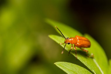 vahşi doğada yakın çekim böcek