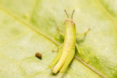 vahşi doğada yakın çekim böcek